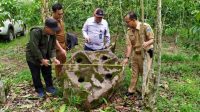 Warga Lahat Temukan 5 Megalit Berbentuk Lumpang dan Lesung di Kebun Kopi