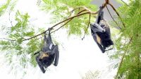 Dinkes Kepri Himbau Waspadai Ancaman Virus Nipah dari Malaysia