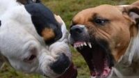 Hewan Ternak Warga Bondowoso Diserang Anjing Liar