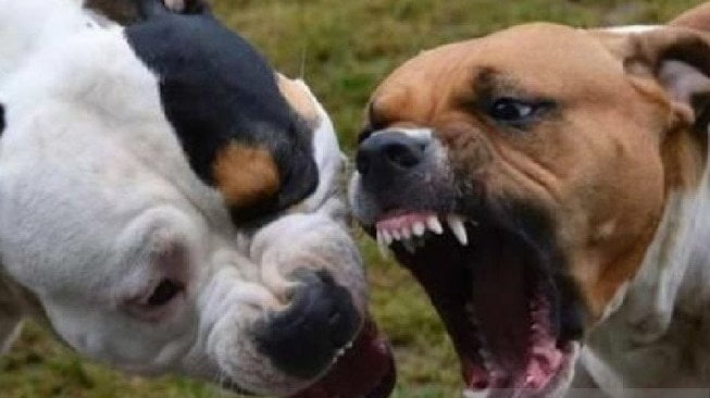 Hewan Ternak Warga Bondowoso Diserang Anjing Liar