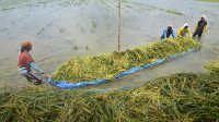 Sungai Meluap Ribuan Hektare Sawah di Karawang Terendam Banjir