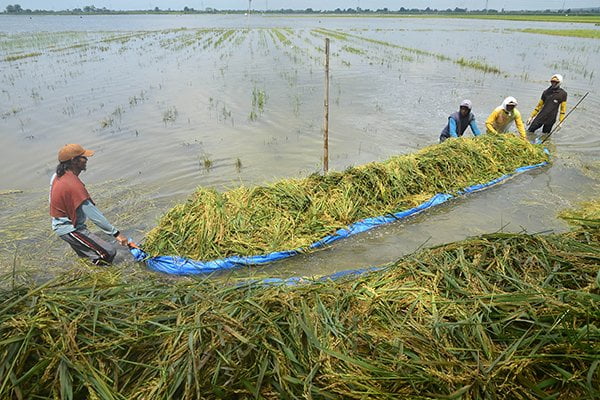 Sungai Meluap Ribuan Hektare Sawah di Karawang Terendam Banjir