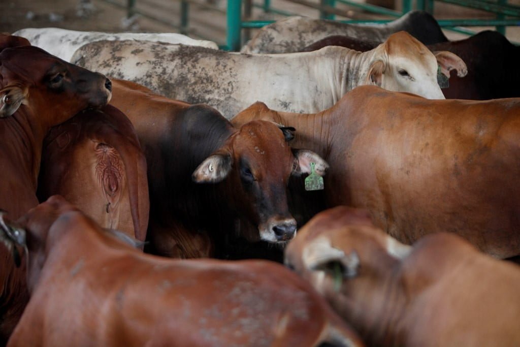 Sebanyak 22 Sapi di Palembang Mati Akibat Virus Jembrana