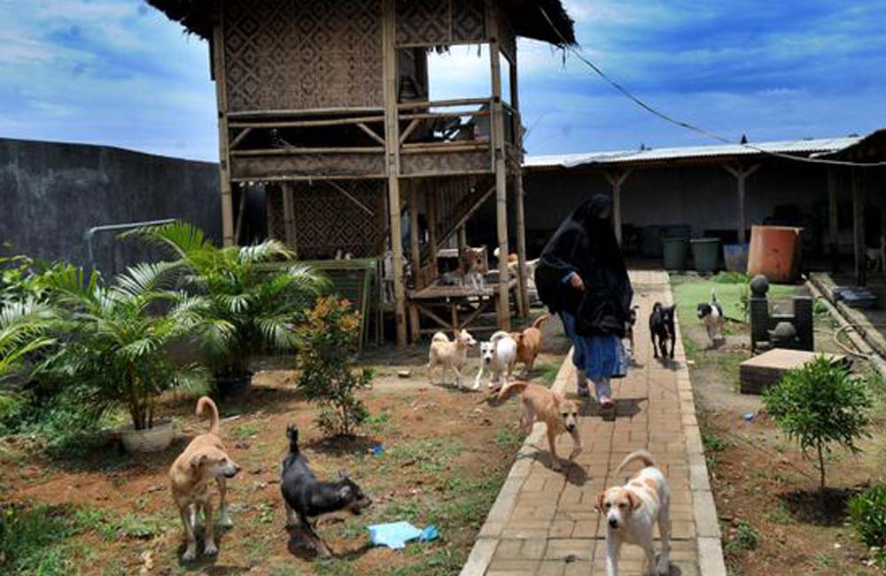 Viral! Wanita Bercadar Piara Puluhan Ekor Anjing Liar, Ditolak Ormas