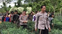 Oknum Guru SD Tanam Ganja di Kebun Cabai, Mengaku Buat Usir Hama