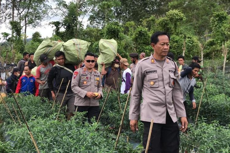 Oknum Guru SD Tanam Ganja di Kebun Cabai, Mengaku Buat Usir Hama