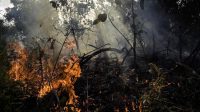 Walhi Singgung Kebakaran Hutan-Batu Bara Jadi Penyumbang Besar Perubahan Iklim