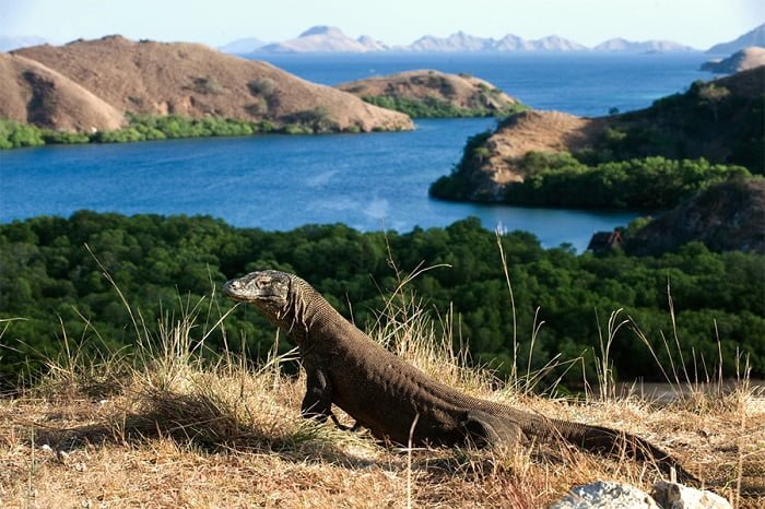 Polemik Pembangunan Taman Nasional Komodo, Sandiaga Kebut Revisi Amdal yang Diminta UNESCO