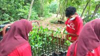 Jaga Kelestarian Alam, CCEP Indonesia Tanam 1.500 Mangrove