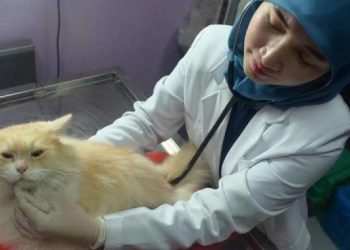 Dinkes Riau Catat Temuan Hewan Penular Rabies 224 ekor pada 2021 Dinkes Riau Catat Temuan Hewan Penular Rabies 224 ekor pada 2021