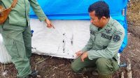 Harimau Sumatera Seret Gadis Remaja 12 Tahun Saat Tidur di Pondok Kerja