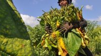 Curhat Gelisa Pekerja dan Petani Tembakau Tiap Akhir Tahun