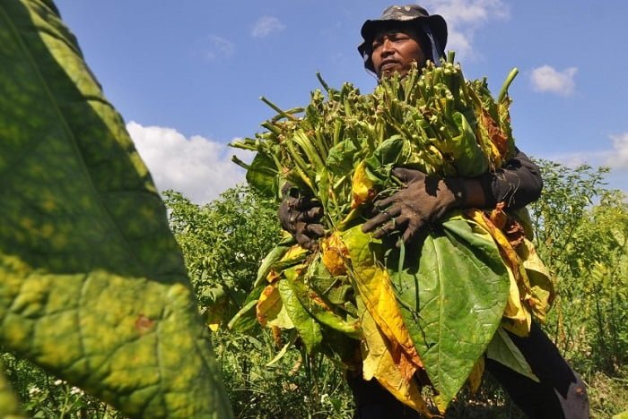 Curhat Gelisa Pekerja dan Petani Tembakau Tiap Akhir Tahun