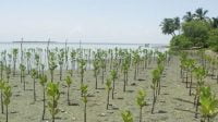 Luas Rehabilitasi Penanaman Mangrove di Riau Capai 6.320 Hektare