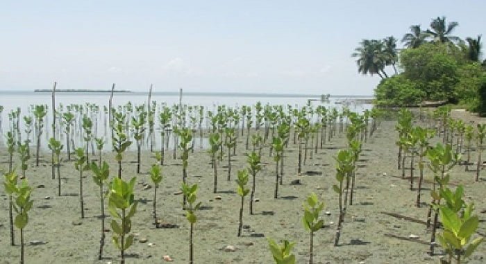 Luas Rehabilitasi Penanaman Mangrove di Riau Capai 6.320 Hektare