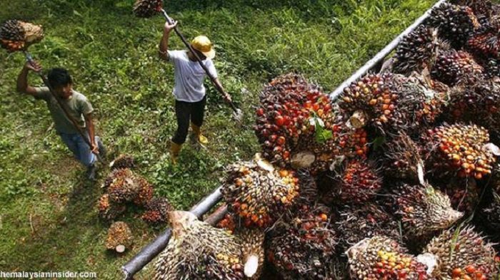 Legislator Pertanyakan Rencana Luhut Audit Lahan dan Konsesi Sawit