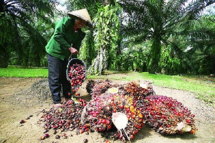 Sawit Melimpah, Harga TBS di Riau Anjlok Sepekan Terakhir