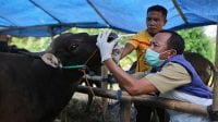 Wabah PMK Telah Menyebar di 190 Kabupaten/Kota, Jokowi: Kayak Covid-19, Cepat