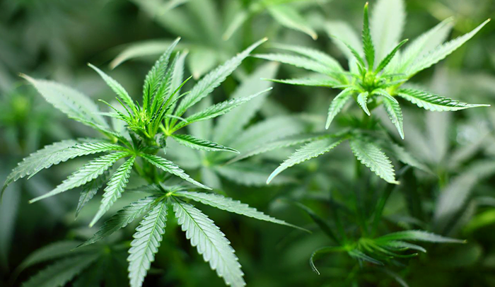 Guru Besar Fakultas Farmasi UGM Usulkan Ganja Tak Dilegalisasi Meski Untuk Tujuan Medis