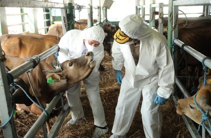 Merebaknya Sebaran Virus, Pemerintah Tetapkan Status Darurat PMK Hewan Ternak