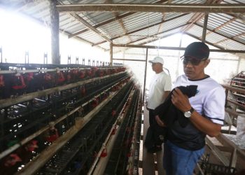 Ketua Komisi III Dewan Perwakilan Rakyat Daerah (DPRD) Kabupaten Kepulauan Anambas, Adnan, melakukan peninjauan langsung ke lokasi peternakan ayam petelur yang dikelola Badan Usaha Milik Desa (BUMDes) Amanah di Desa Teluk Siantan, Kecamatan Siantan Tenga